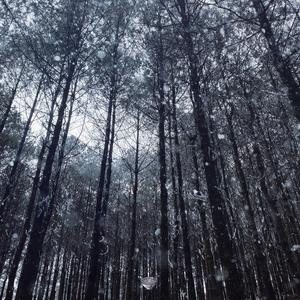 柳菁菁菁萃的图片100张最新
